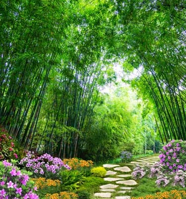 Tranh Hành Lang