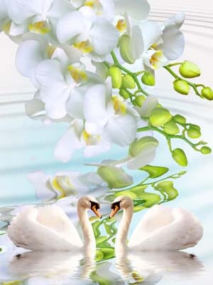 Tranh Thiên Nga